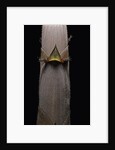Phyllostachys nigra var. henonis (Henon bamboo) - shoot by Anonymous