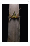 Phyllostachys nigra var. henonis (Henon bamboo) - shoot by Anonymous