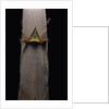 Phyllostachys nigra var. henonis (Henon bamboo) - shoot by Anonymous