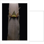 Phyllostachys nigra var. henonis (Henon bamboo) - shoot by Anonymous
