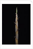 Phyllostachys nigra var. henonis (Henon bamboo) - shoot by Anonymous