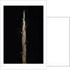 Phyllostachys nigra var. henonis (Henon bamboo) - shoot by Anonymous