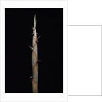 Phyllostachys nigra var. henonis (Henon bamboo) - shoot by Anonymous