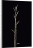 Phyllostachys nuda (nuda bamboo) - shoot by Anonymous