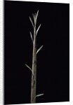 Phyllostachys nuda (nuda bamboo) - shoot by Anonymous