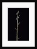 Phyllostachys nuda (nuda bamboo) - shoot by Anonymous