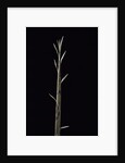 Phyllostachys nuda (nuda bamboo) - shoot by Anonymous