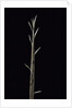 Phyllostachys nuda (nuda bamboo) - shoot by Anonymous