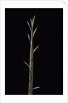 Phyllostachys nuda (nuda bamboo) - shoot by Anonymous