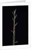 Phyllostachys nuda (nuda bamboo) - shoot by Anonymous