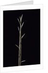 Phyllostachys nuda (nuda bamboo) - shoot by Anonymous