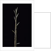 Phyllostachys nuda (nuda bamboo) - shoot by Anonymous