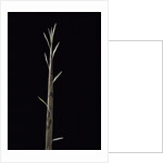 Phyllostachys nuda (nuda bamboo) - shoot by Anonymous