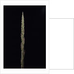 Phyllostachys parvifolia (Anji golden bamboo) - shoot by Anonymous