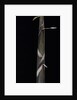 Phyllostachys propinqua (bambou) - pousse by Anonymous