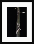 Phyllostachys propinqua (bambou) - pousse by Anonymous