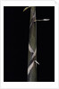 Phyllostachys propinqua (bambou) - pousse by Anonymous