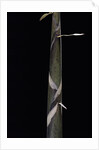 Phyllostachys propinqua (bambou) - pousse by Anonymous