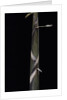 Phyllostachys propinqua (bambou) - pousse by Anonymous