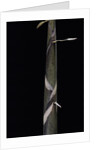 Phyllostachys propinqua (bambou) - pousse by Anonymous