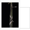 Phyllostachys propinqua (bambou) - pousse by Anonymous