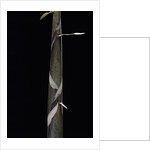 Phyllostachys propinqua (bambou) - pousse by Anonymous