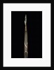 Phyllostachys propinqua (sand bamboo) - shoot by Anonymous