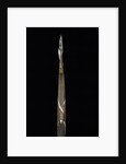 Phyllostachys propinqua (sand bamboo) - shoot by Anonymous