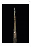 Phyllostachys propinqua (sand bamboo) - shoot by Anonymous