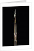 Phyllostachys propinqua (sand bamboo) - shoot by Anonymous