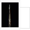 Phyllostachys propinqua (sand bamboo) - shoot by Anonymous