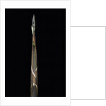 Phyllostachys propinqua (sand bamboo) - shoot by Anonymous