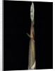 Phyllostachys propinqua (sand bamboo) - shoot by Anonymous