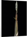 Phyllostachys propinqua (sand bamboo) - shoot by Anonymous