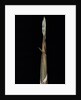 Phyllostachys propinqua (sand bamboo) - shoot by Anonymous