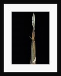 Phyllostachys propinqua (sand bamboo) - shoot by Anonymous