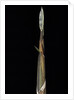 Phyllostachys propinqua (sand bamboo) - shoot by Anonymous