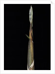 Phyllostachys propinqua (sand bamboo) - shoot by Anonymous