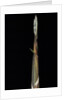 Phyllostachys propinqua (sand bamboo) - shoot by Anonymous