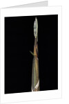 Phyllostachys propinqua (sand bamboo) - shoot by Anonymous