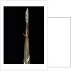 Phyllostachys propinqua (sand bamboo) - shoot by Anonymous