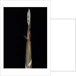 Phyllostachys propinqua (sand bamboo) - shoot by Anonymous