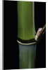 Phyllostachys propinqua (sand bamboo) by Anonymous