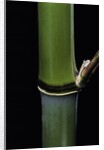 Phyllostachys propinqua (sand bamboo) by Anonymous