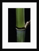 Phyllostachys propinqua (sand bamboo) by Anonymous