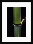 Phyllostachys propinqua (sand bamboo) by Anonymous