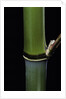 Phyllostachys propinqua (sand bamboo) by Anonymous
