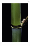 Phyllostachys propinqua (sand bamboo) by Anonymous