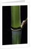 Phyllostachys propinqua (sand bamboo) by Anonymous