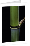 Phyllostachys propinqua (sand bamboo) by Anonymous